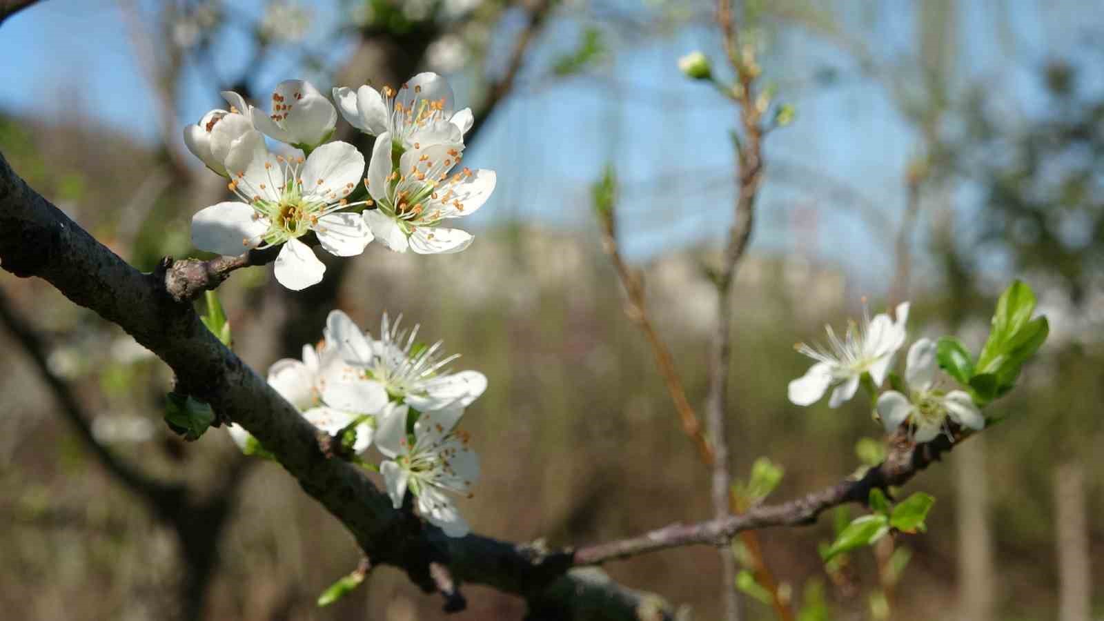 Ordu&rsquo;da yalancı bahar: Meyve ağa&ccedil;ları kışın &ccedil;i&ccedil;ek a&ccedil;tı
