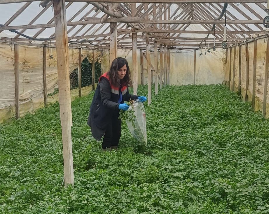 Kışlık sebzeler hasat öncesi denetimden geçiyor