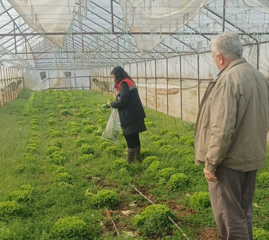 Kışlık sebzeler hasat &ouml;ncesi denetimden ge&ccedil;iyor
