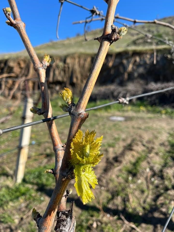 Bağlarda erken uyanış korkutuyor
