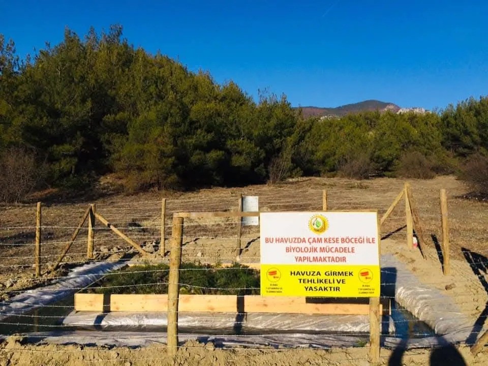 Sinop’ta çam kese böceği ile mücadele