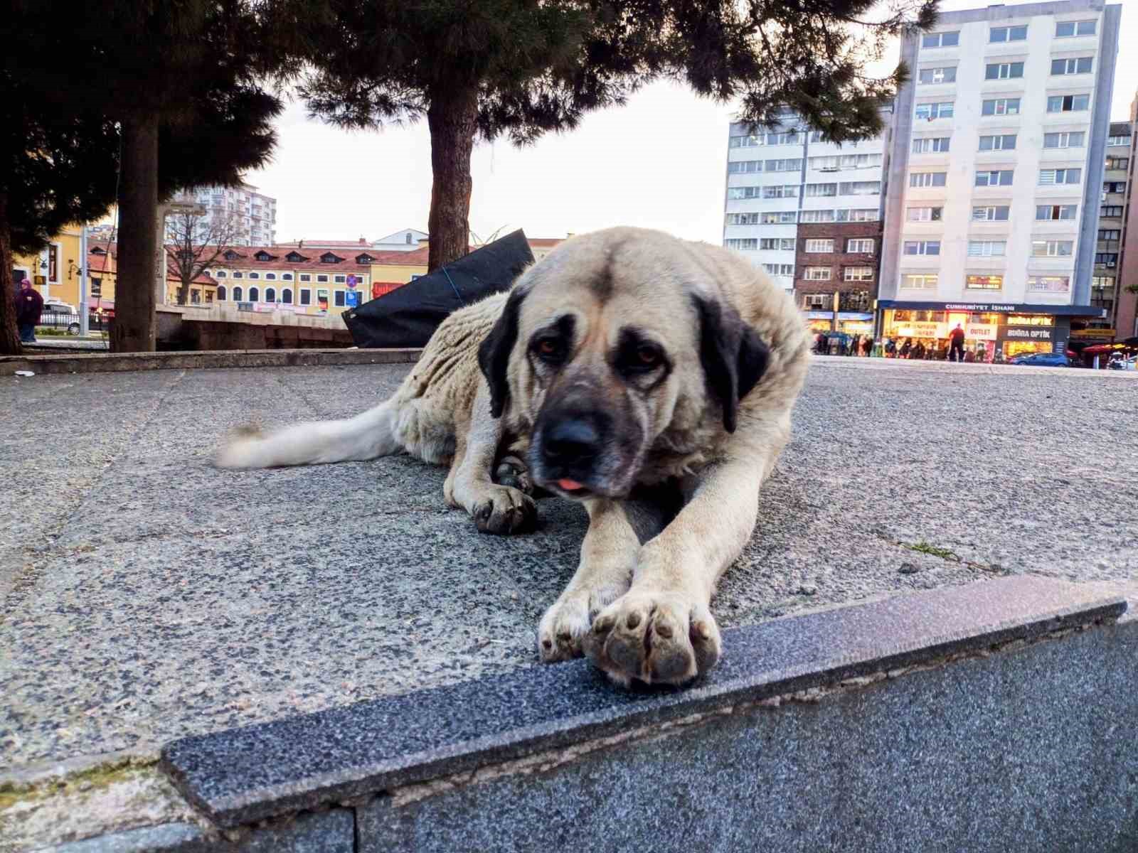 Samsun&rsquo;da 1 yılda 60 bin hayvana &ccedil;ip takıldı
