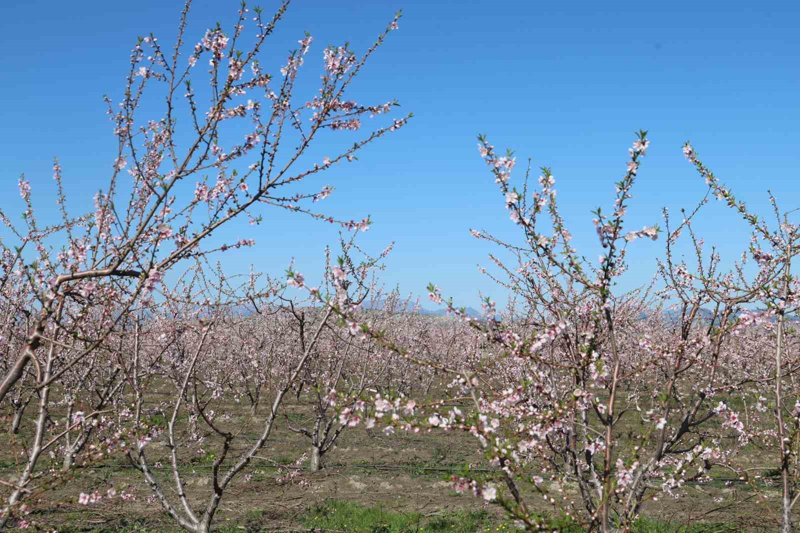 Adana&rsquo;da şeftali ağa&ccedil;ları &ccedil;i&ccedil;ek a&ccedil;tı
