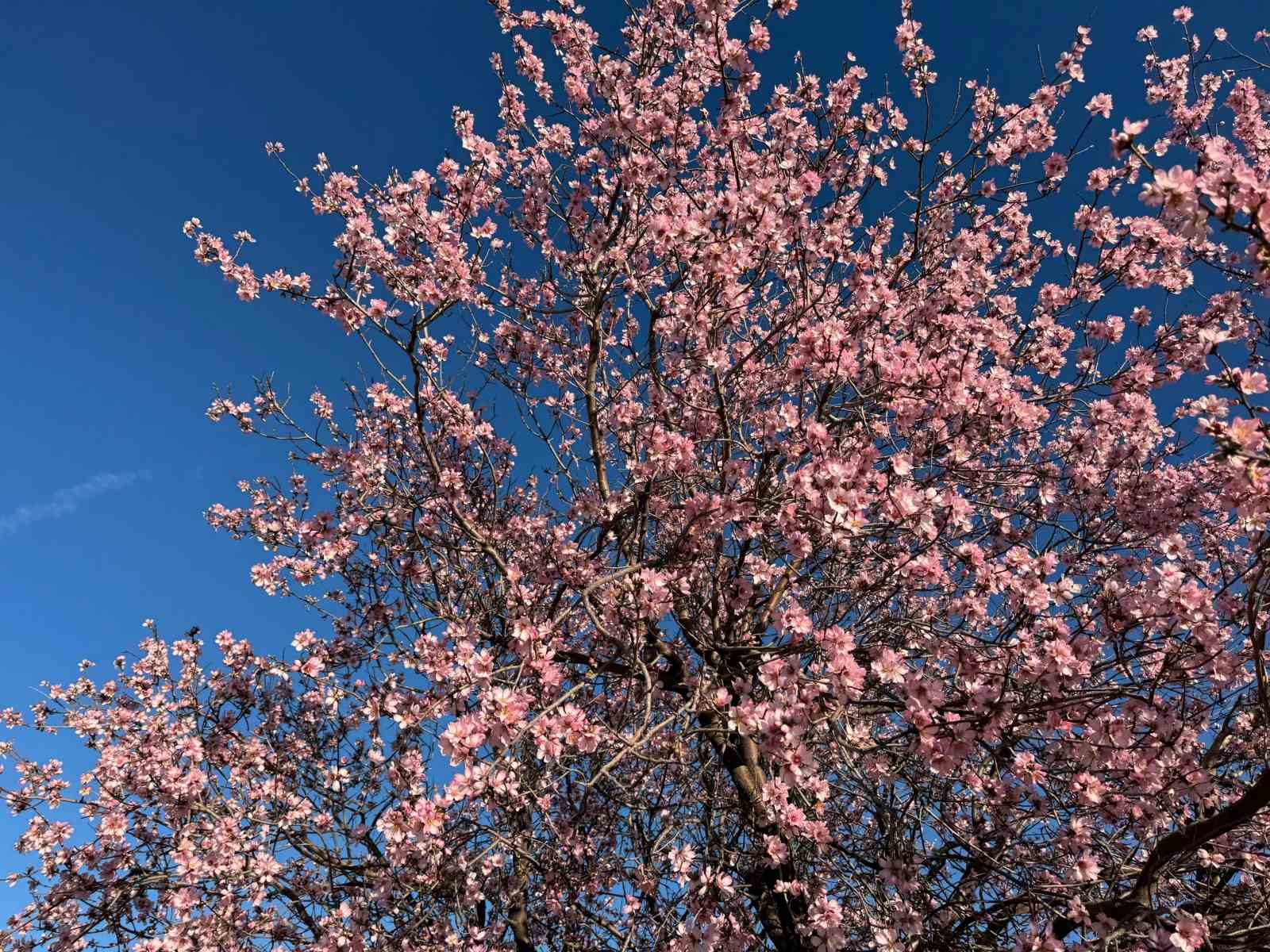 Mardin&rsquo;de badem ağa&ccedil;ları erken &ccedil;i&ccedil;ek a&ccedil;tı
