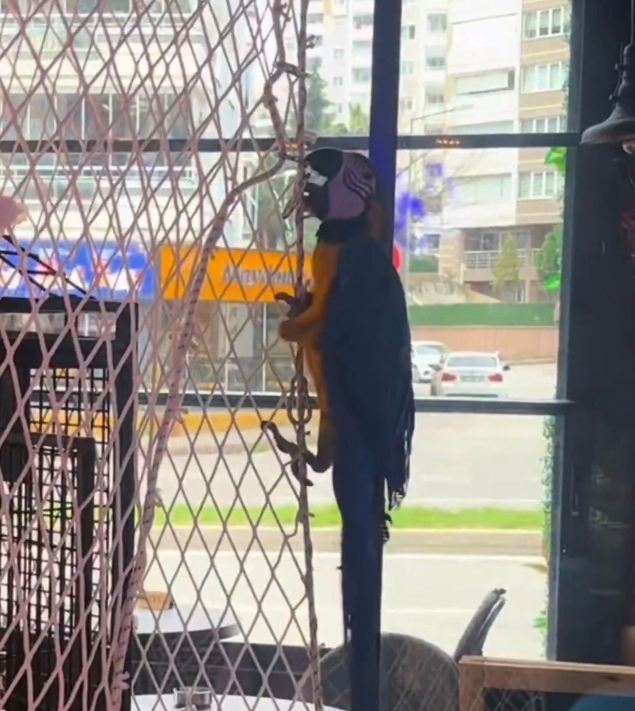 Koruma altındaki 3 hayvan, Samsun’da ele geçirildi