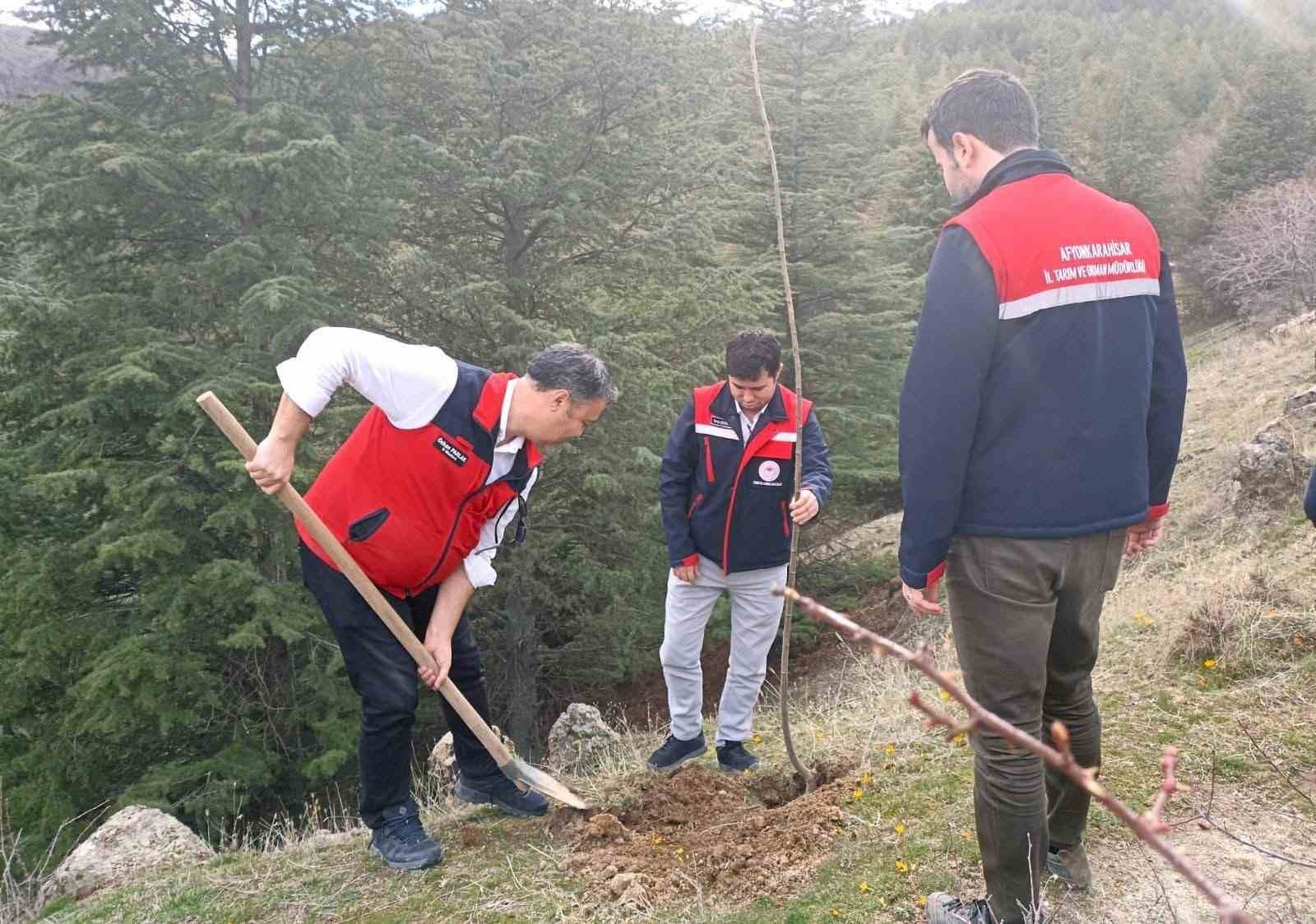 Afyonkarahisar&rsquo;da 2 bin kestane fidanı toprakla buluşturuldu
