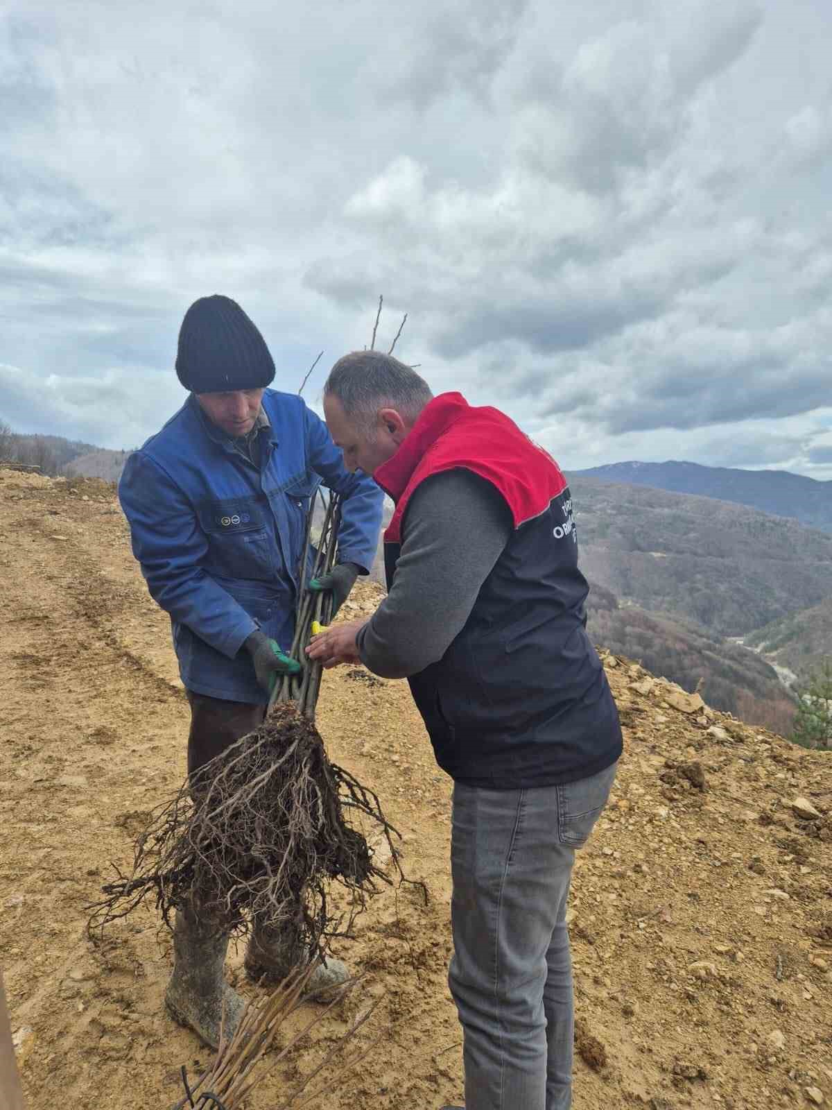 Kestane üretimi arttırılacak
