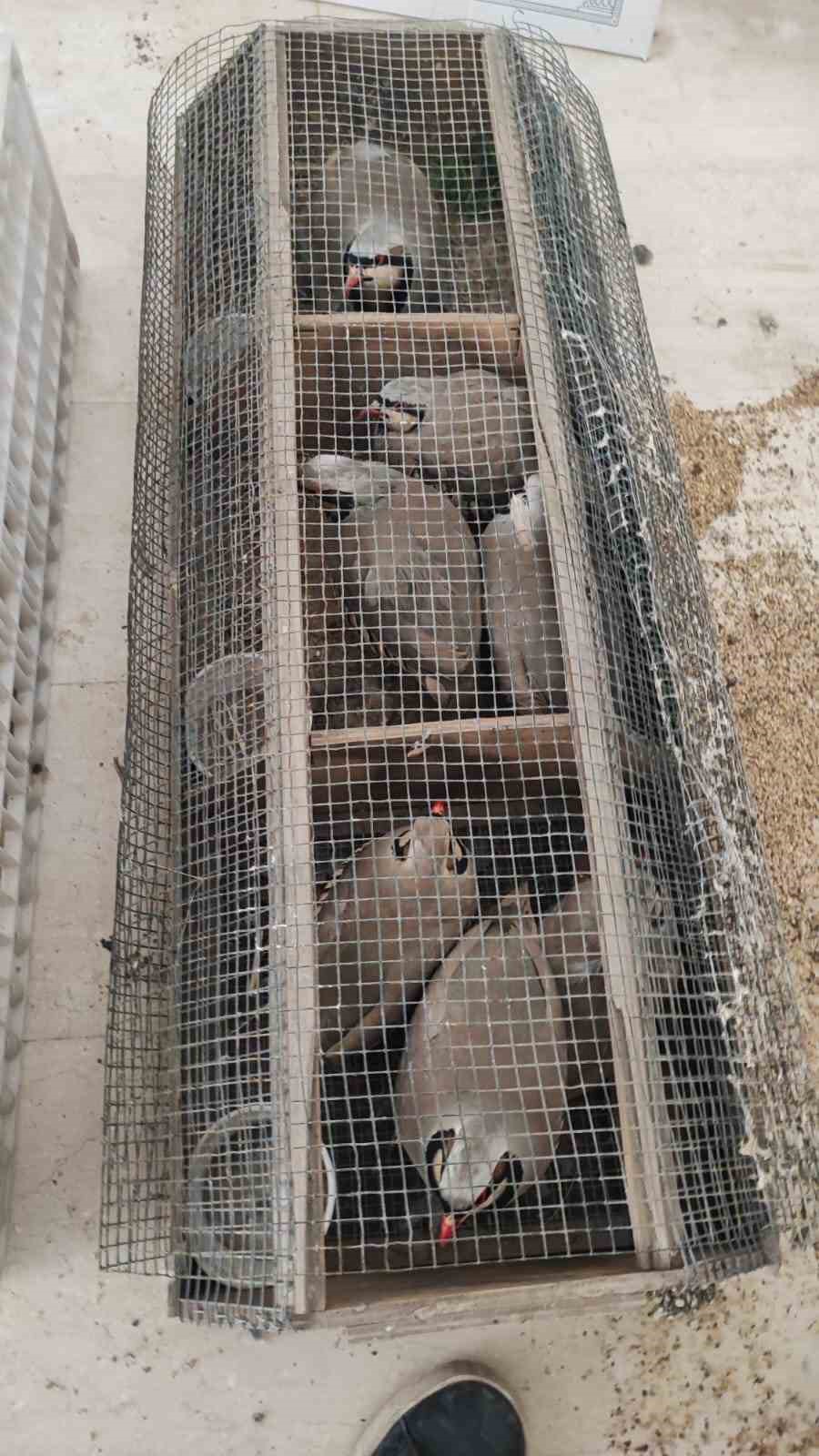 Şırnak&rsquo;ta 40 adet kanatlı hayvan ele ge&ccedil;irildi
