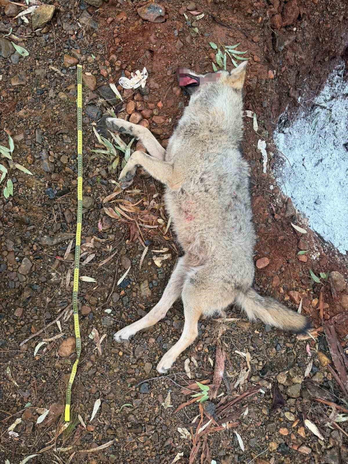 Fethiye&rsquo;de aracın &ccedil;arptığı kurt bilim projesine ışık tutacak
