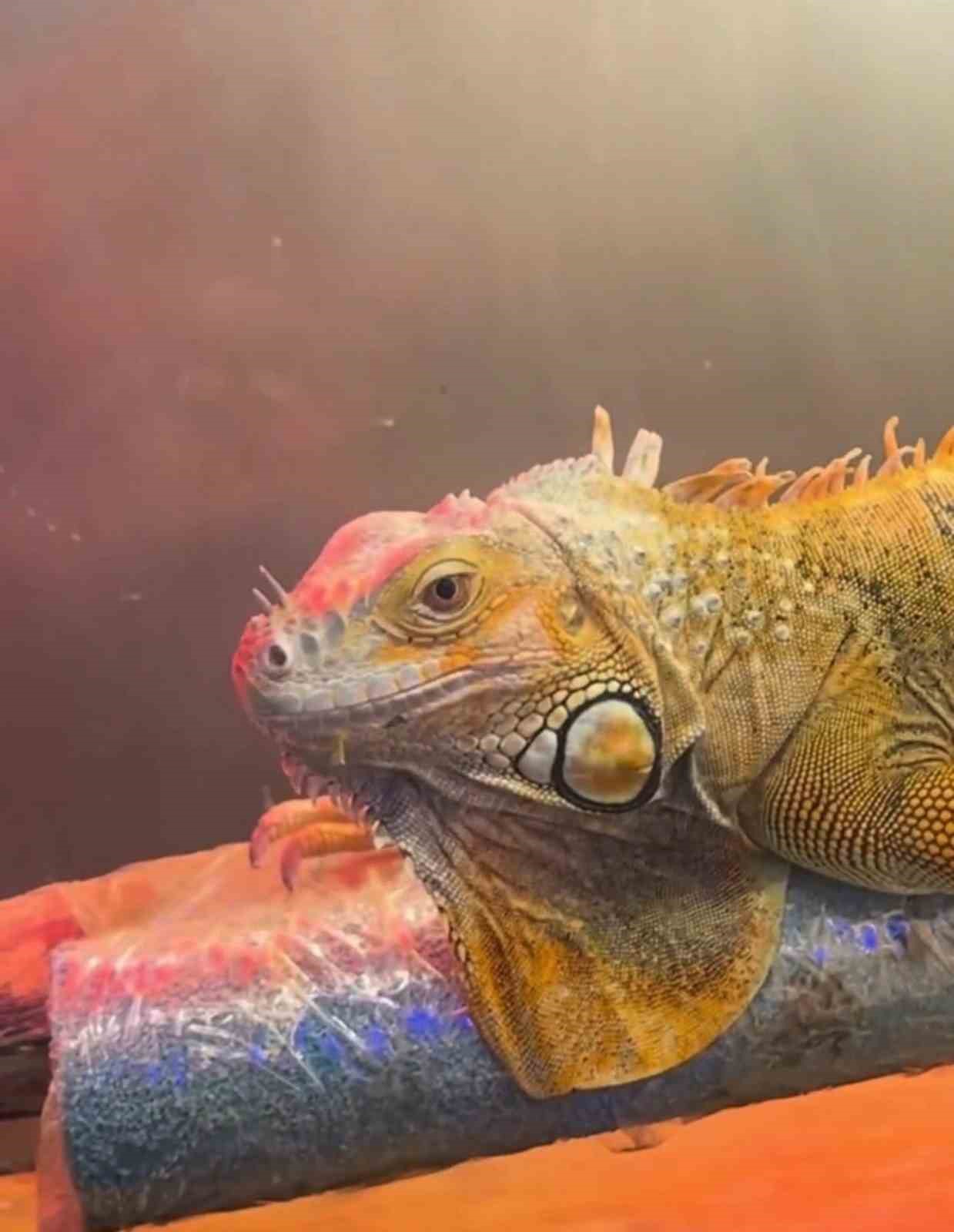 Koruma altındaki 3 hayvan, Samsun’da ele geçirildi