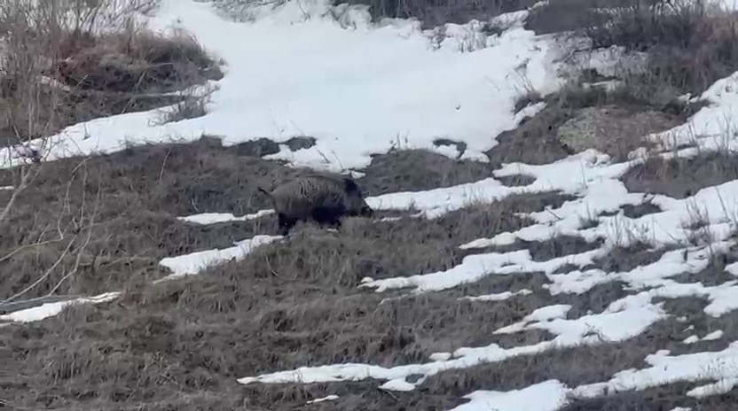 Erzurum&rsquo;da yavru yaban domuzu s&uuml;r&uuml;s&uuml;n&uuml; arıyor
