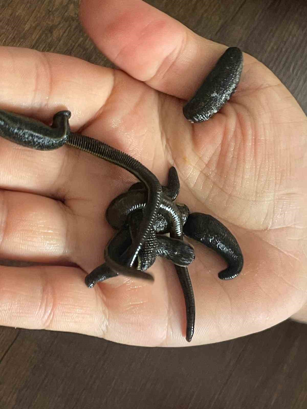 Mezbaha kanıyla besleniyor, bir&ccedil;ok hastalığa şifa oluyorlar
