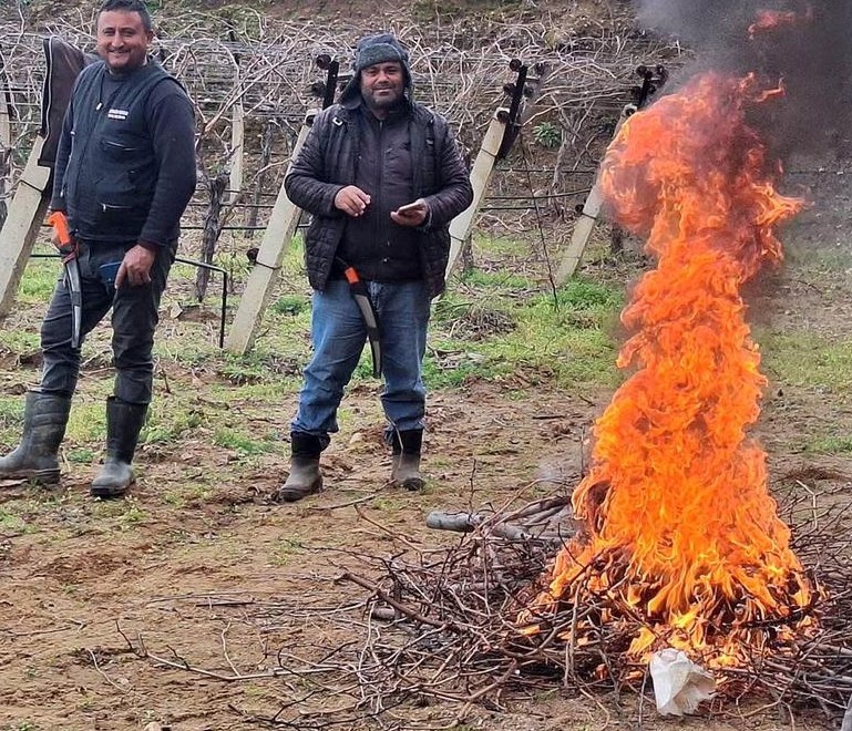 &Uuml;z&uuml;m bağlarında zorlu budak mesaisi
