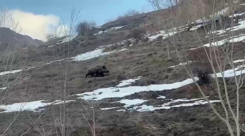 Erzurum’da yavru yaban domuzu sürüsünü arıyor