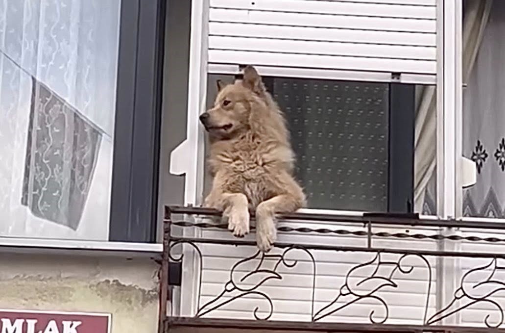Balkondaki sevimli köpek herkesi gülümsetiyor