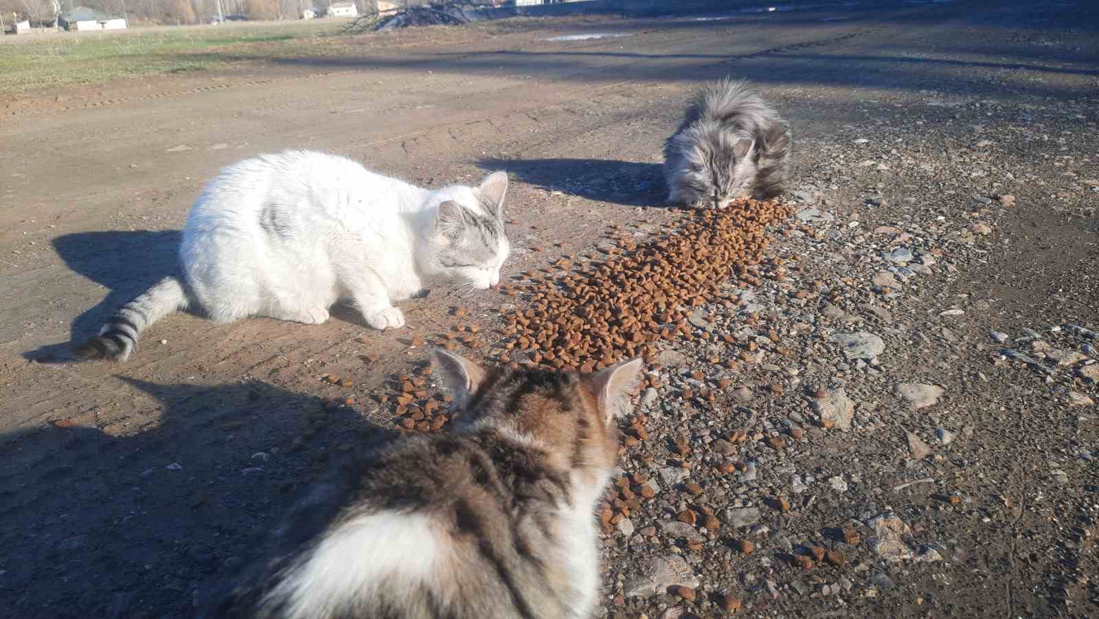 Konya&rsquo;da a&ccedil; kalan kediler i&ccedil;in 30 kilometre yol gitti
