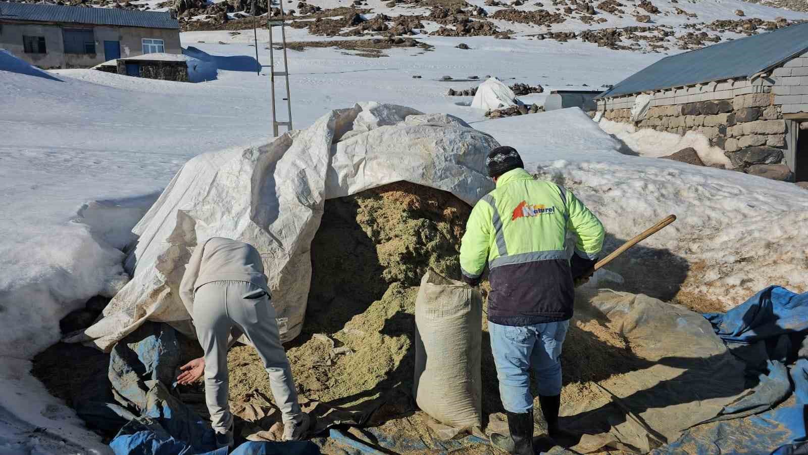Süphan Dağı’nın eteğinde zorlu hayvancılık mücadelesi