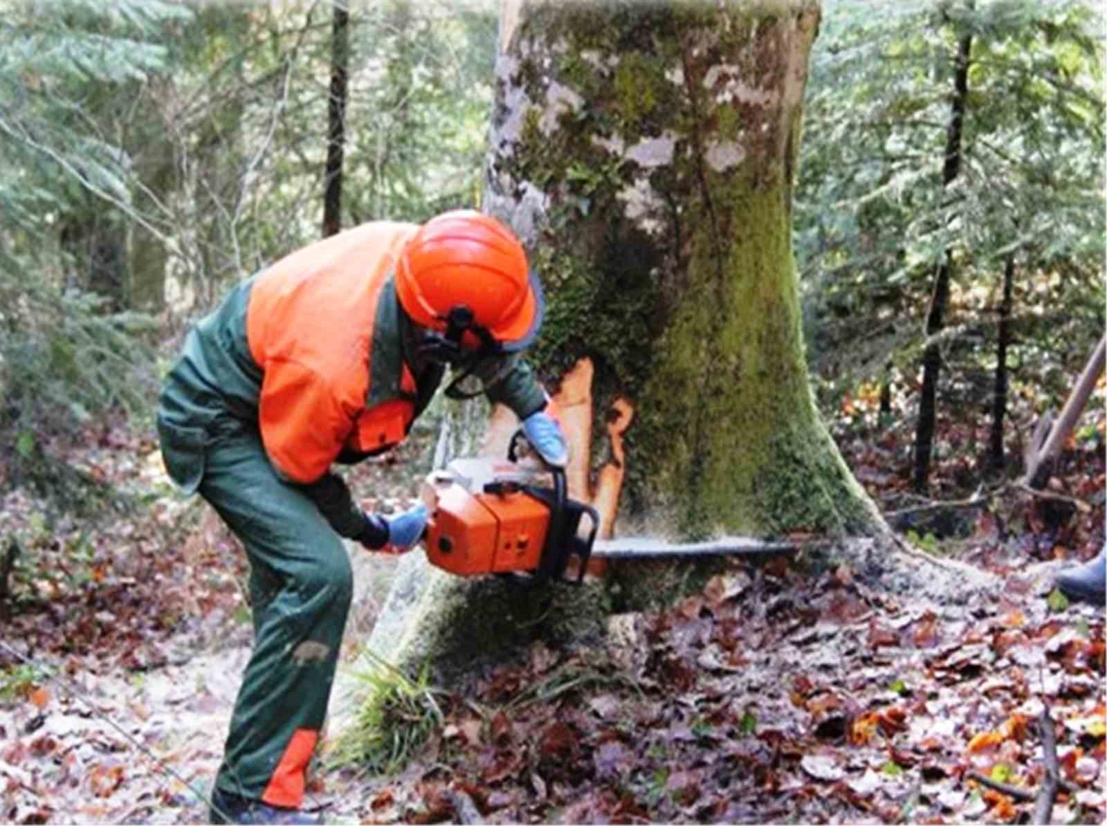 Samsun&rsquo;da orman &uuml;retiminden 1,7 milyar TL katkı
