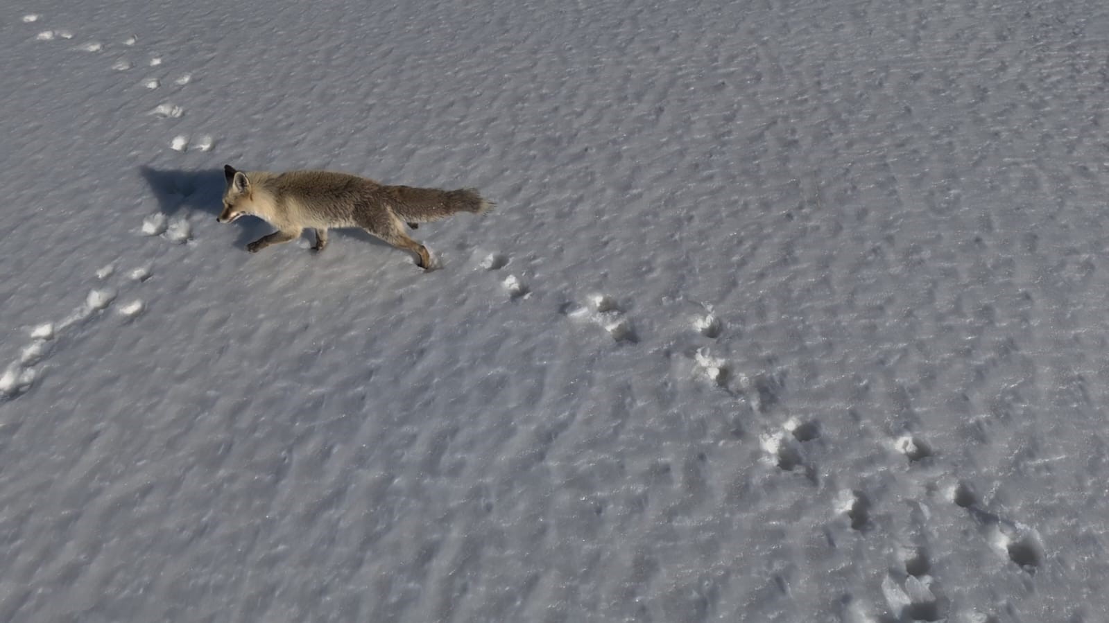 Adilcevaz&rsquo;da tilkinin dron ile imtihanı
