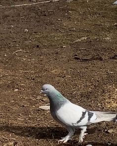 Ağrı&rsquo;da dondurucu soğuğa rağmen 7 yıldır g&uuml;vercin yetiştiriyorlar
