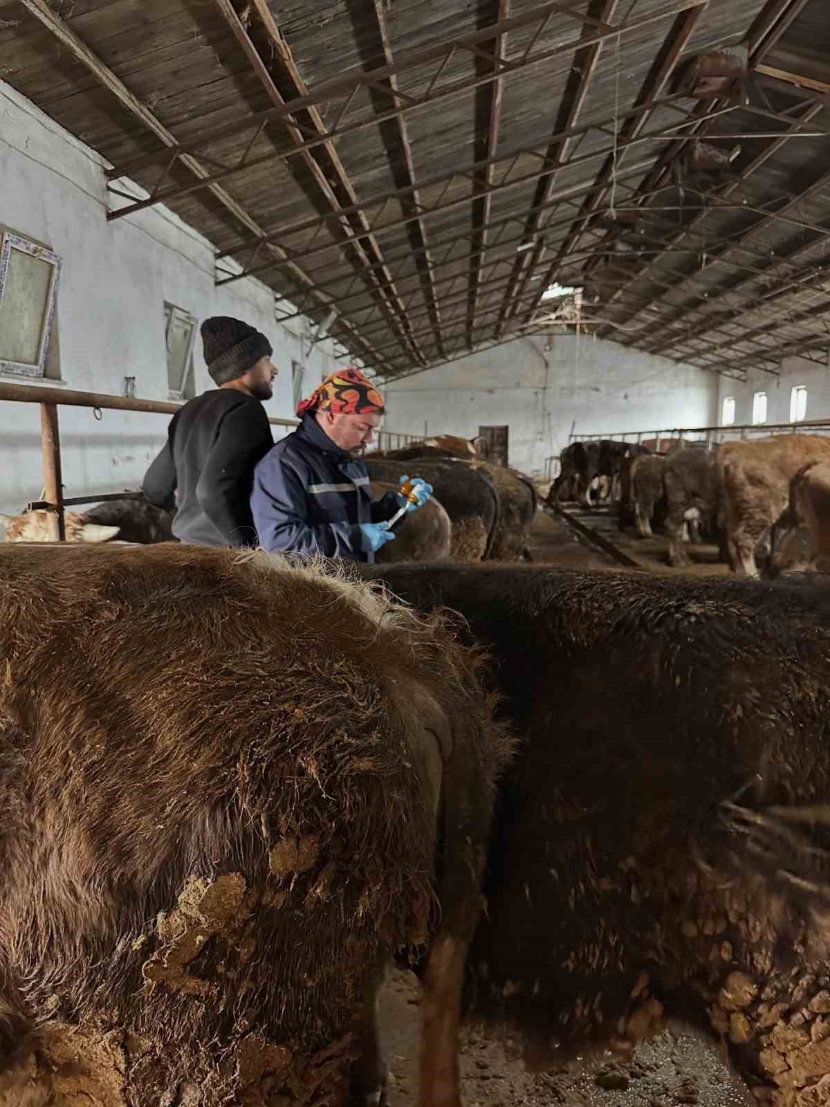 Aydıntepe&rsquo;de şap aşılama ve k&uuml;peleme &ccedil;alışmaları s&uuml;r&uuml;yor
