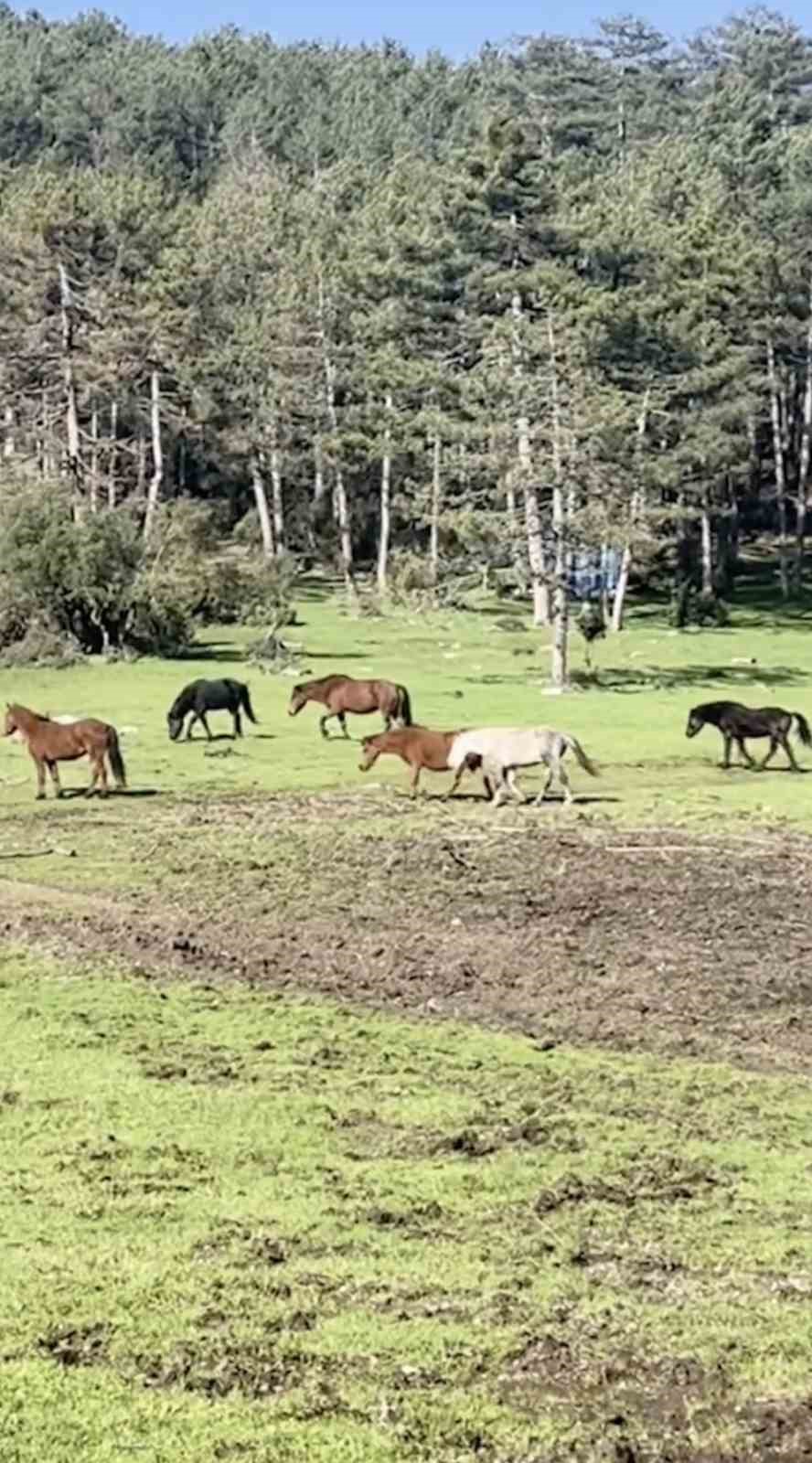 Bursa’da yılkı atlarının özgürlük gezisi