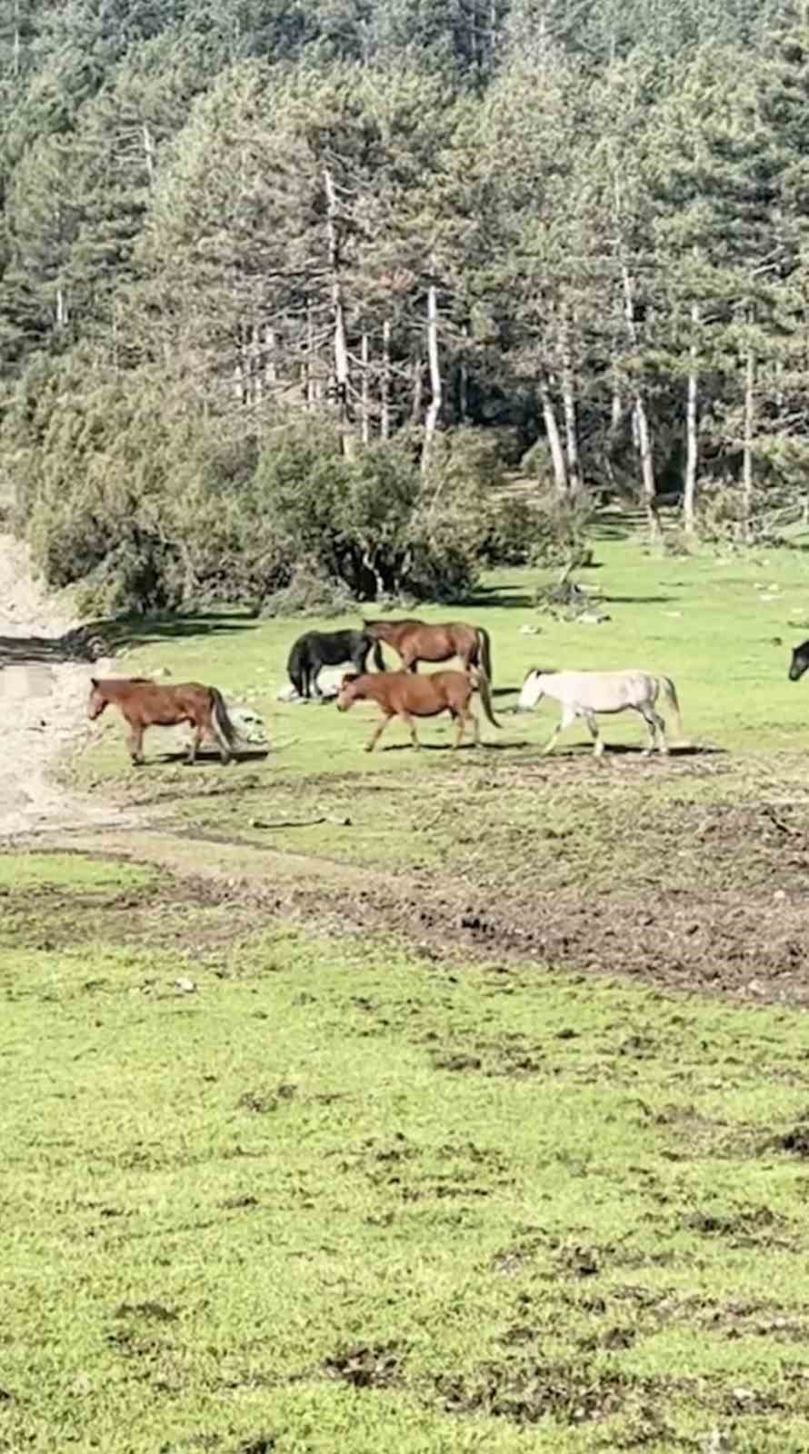 Bursa&rsquo;da yılkı atlarının &ouml;zg&uuml;rl&uuml;k gezisi
