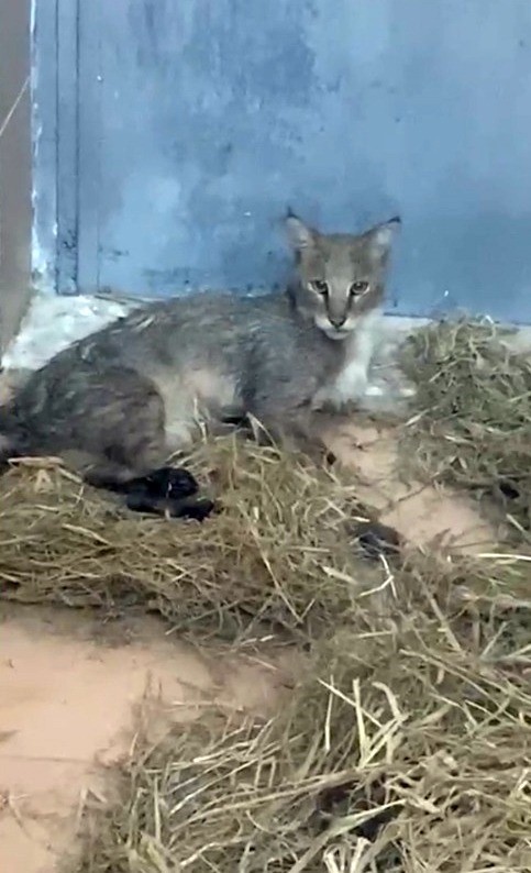 Ağır yaralı bulunan saz kedisi, sağlıklı şekilde doğaya salındı
