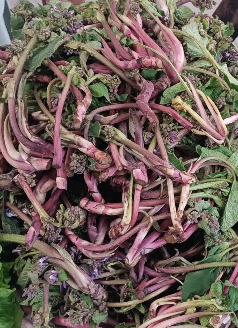 Sinop’ta şifa kaynağı zılbıt pazara indi