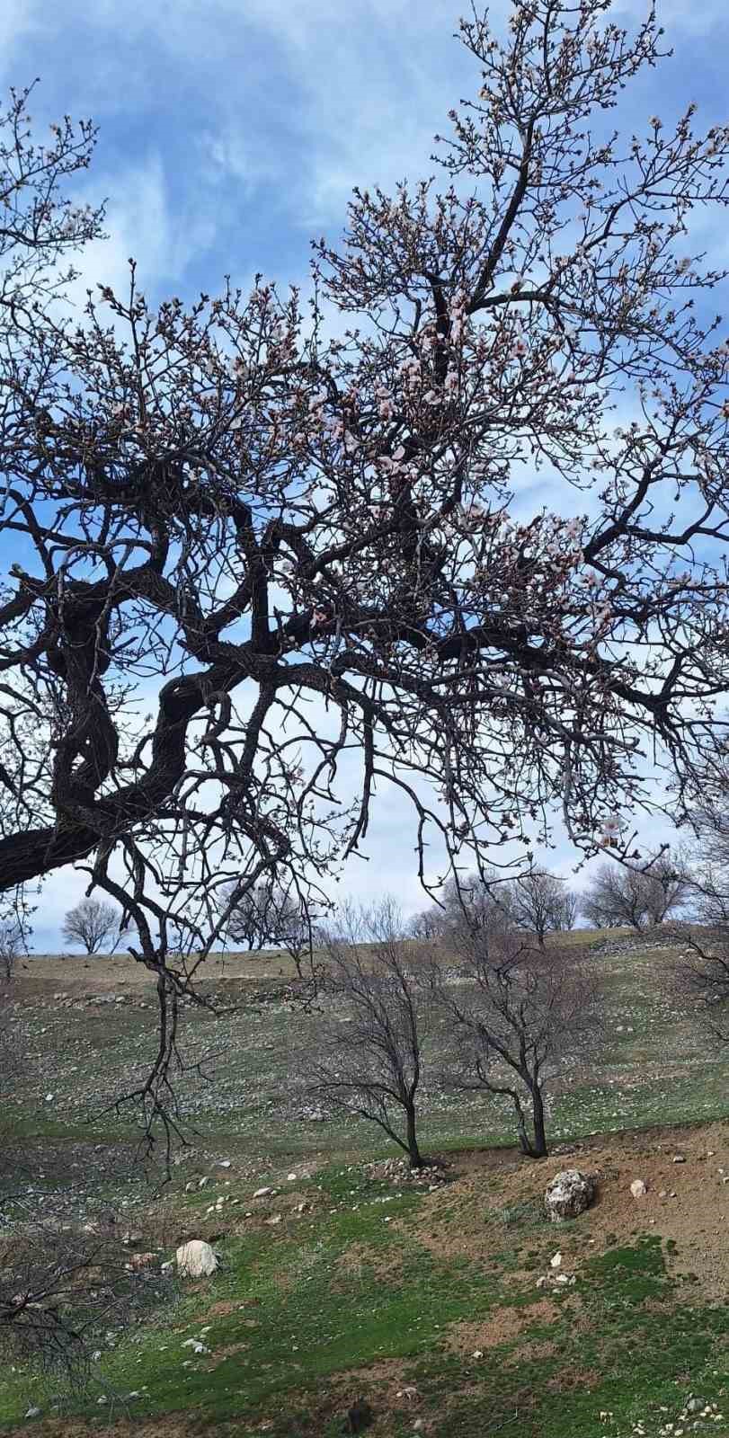 Ergani’de badem ağaçları erken çiçek açtı