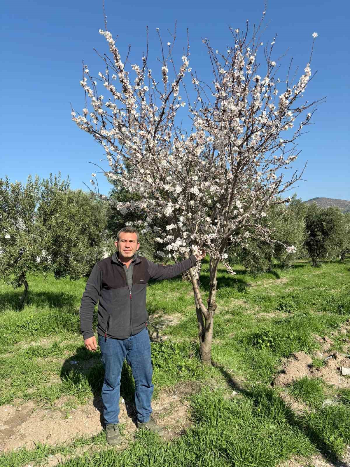 Erken &ccedil;i&ccedil;ek a&ccedil;an badem ağa&ccedil;ları &uuml;reticiyi tedirgin etti
