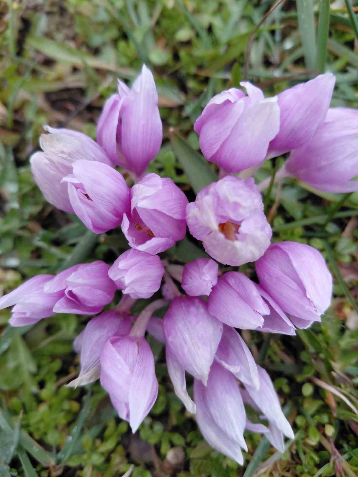 Bolu&rsquo;da baharın m&uuml;jdecisi &ccedil;iğdemler &ccedil;i&ccedil;ek a&ccedil;tı
