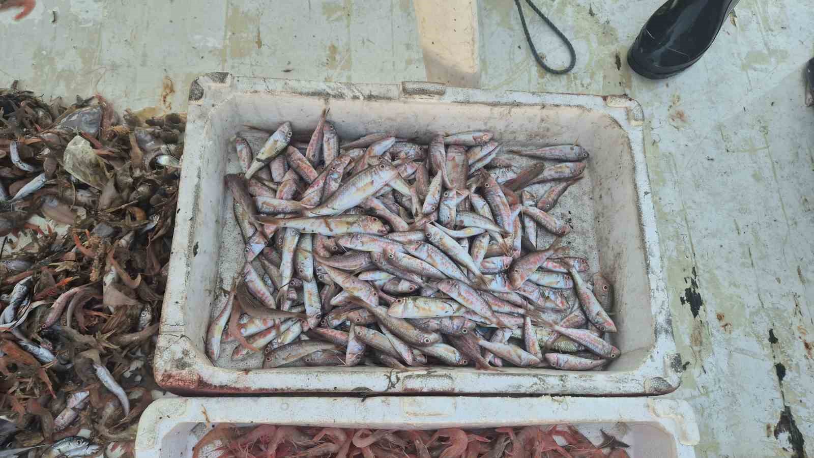 Balık&ccedil;ılar karides, tekir ve istavritle limana d&ouml;nd&uuml;
