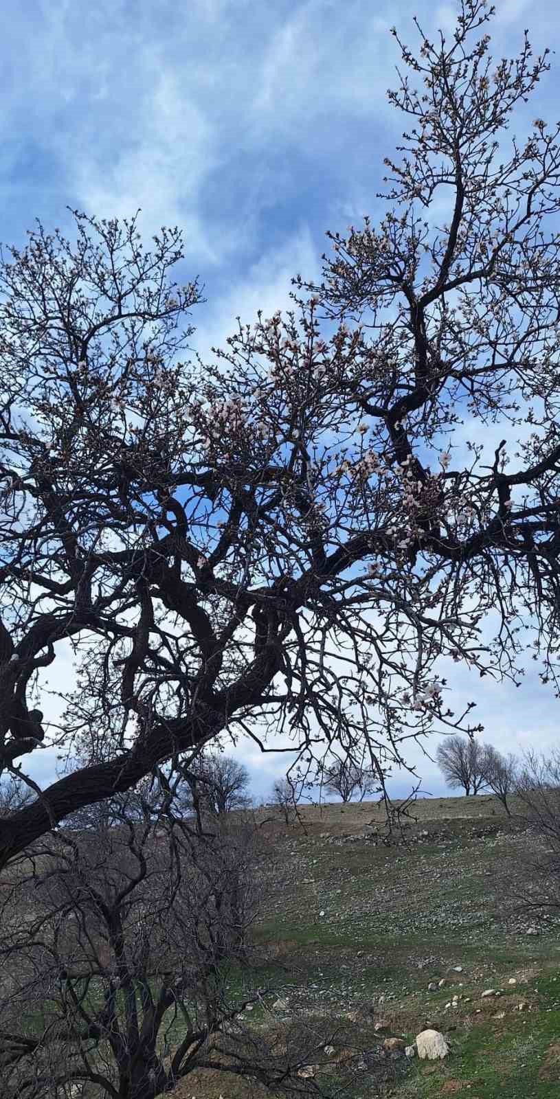 Ergani&rsquo;de badem ağa&ccedil;ları erken &ccedil;i&ccedil;ek a&ccedil;tı

