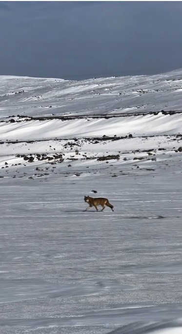 Kars&rsquo;ta hareket halindeki aracı takip eden kurt kameraya yansıdı
