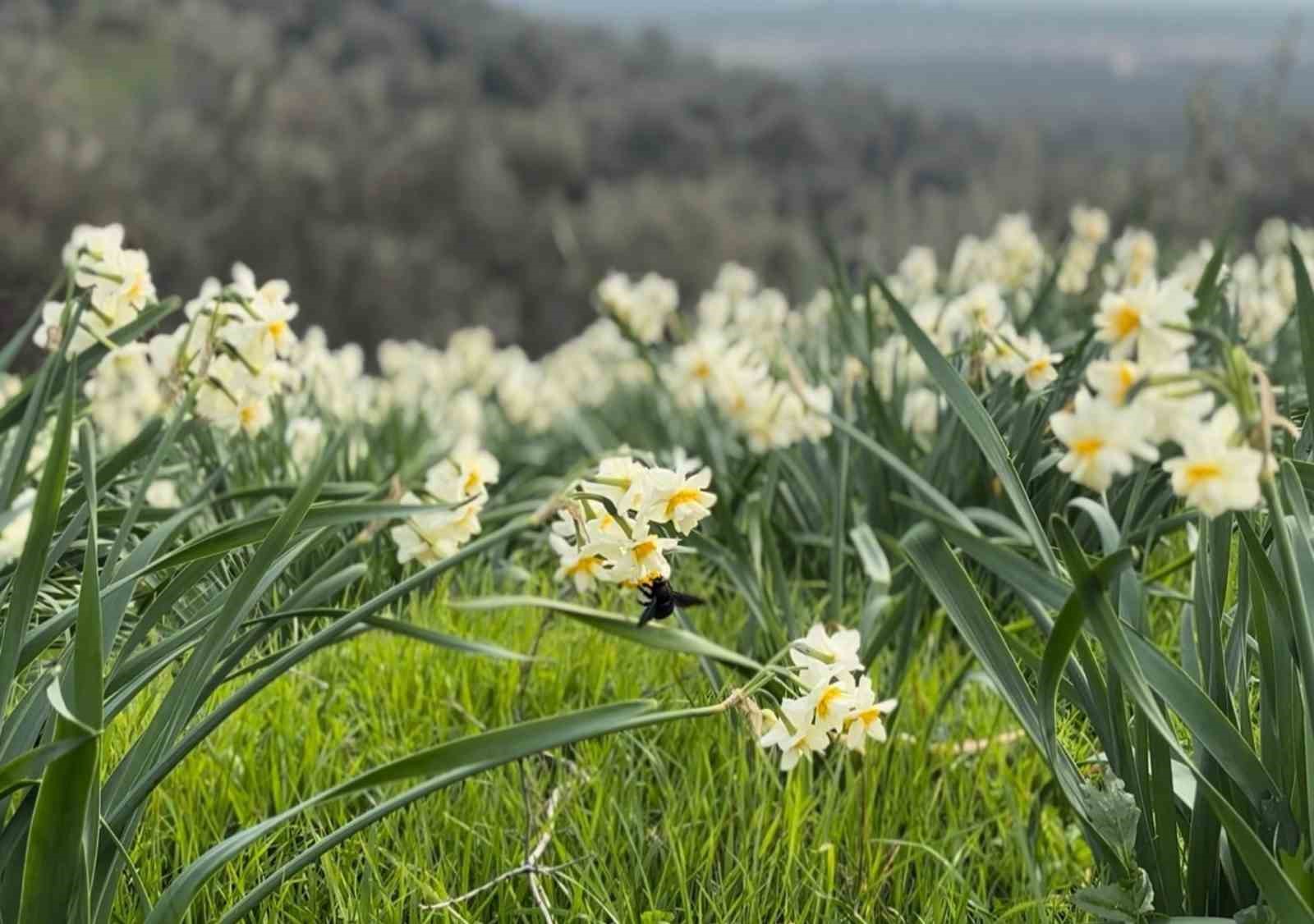 Mis kokulu nergis bilime de ilham kaynağı oluyor