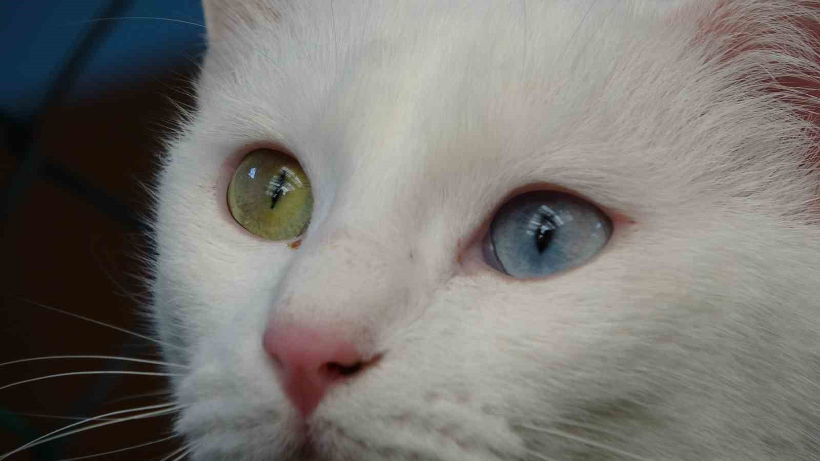 Van kedileri yılda &uuml;&ccedil; kez kızgınlık d&ouml;nemine giriyor
