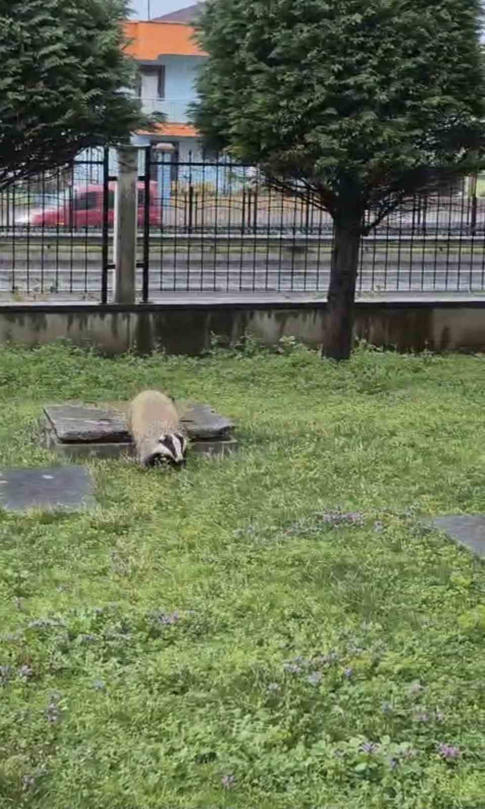 Porsuk yanlışlıkla site bah&ccedil;esine girerse...
