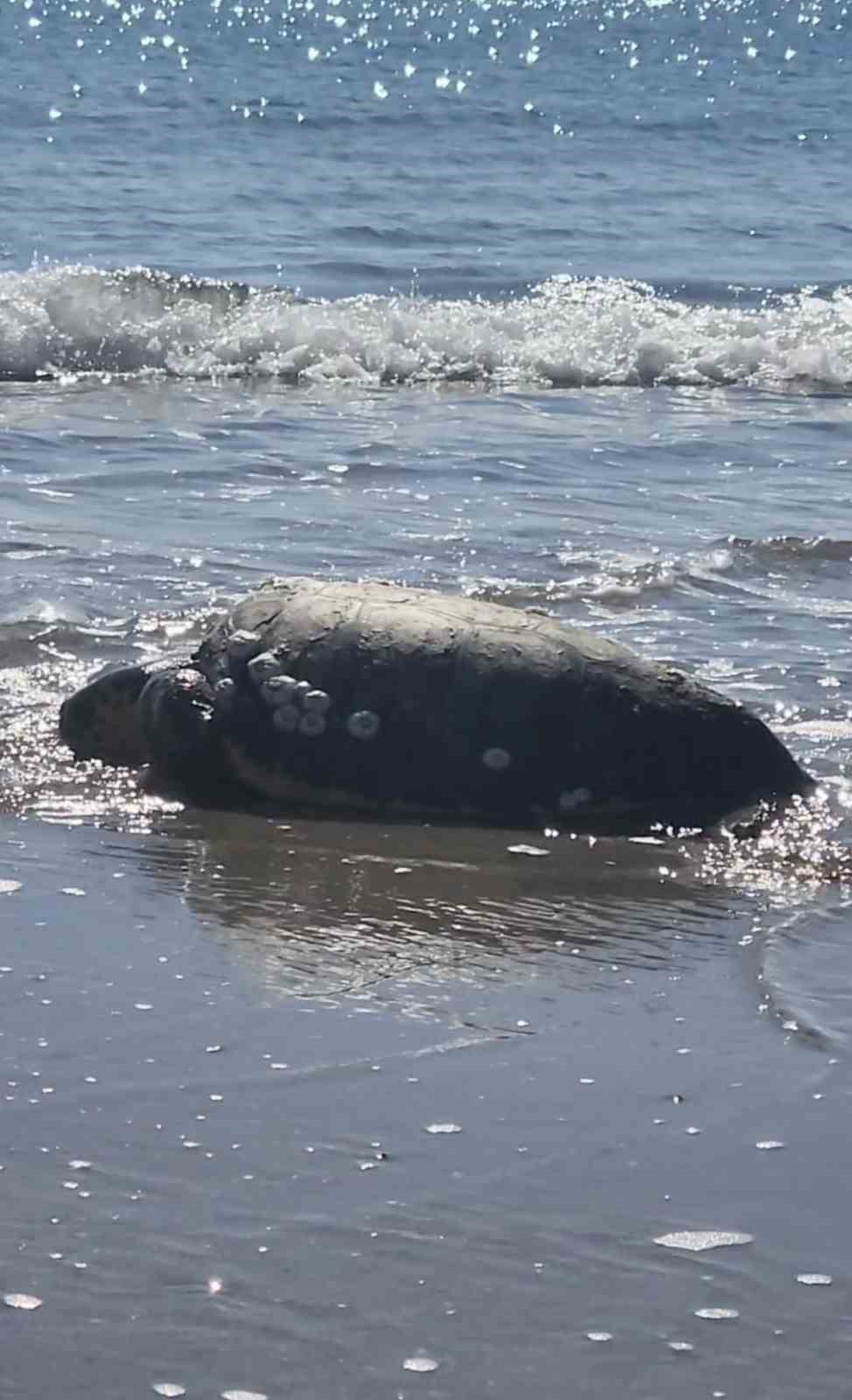 G&ouml;k&ccedil;eada&rsquo;da kıyıya vuran caretta caretta vatandaşların yardımıyla denizle buluştu
