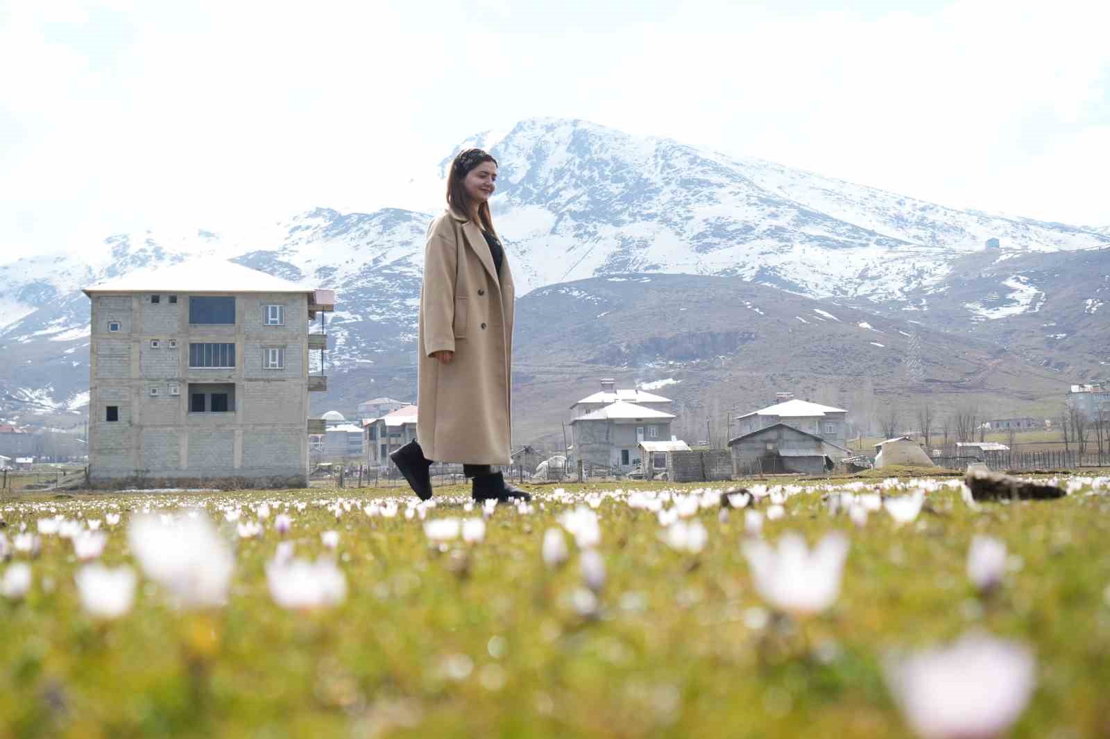 Muş Ovası’nda baharın habercisi çiğdemler açtı