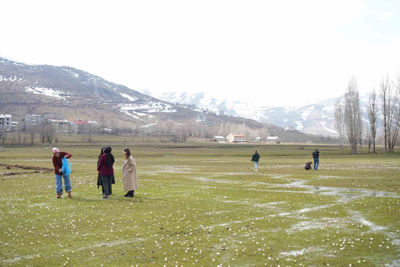 Muş Ovası&rsquo;nda baharın habercisi &ccedil;iğdemler a&ccedil;tı
