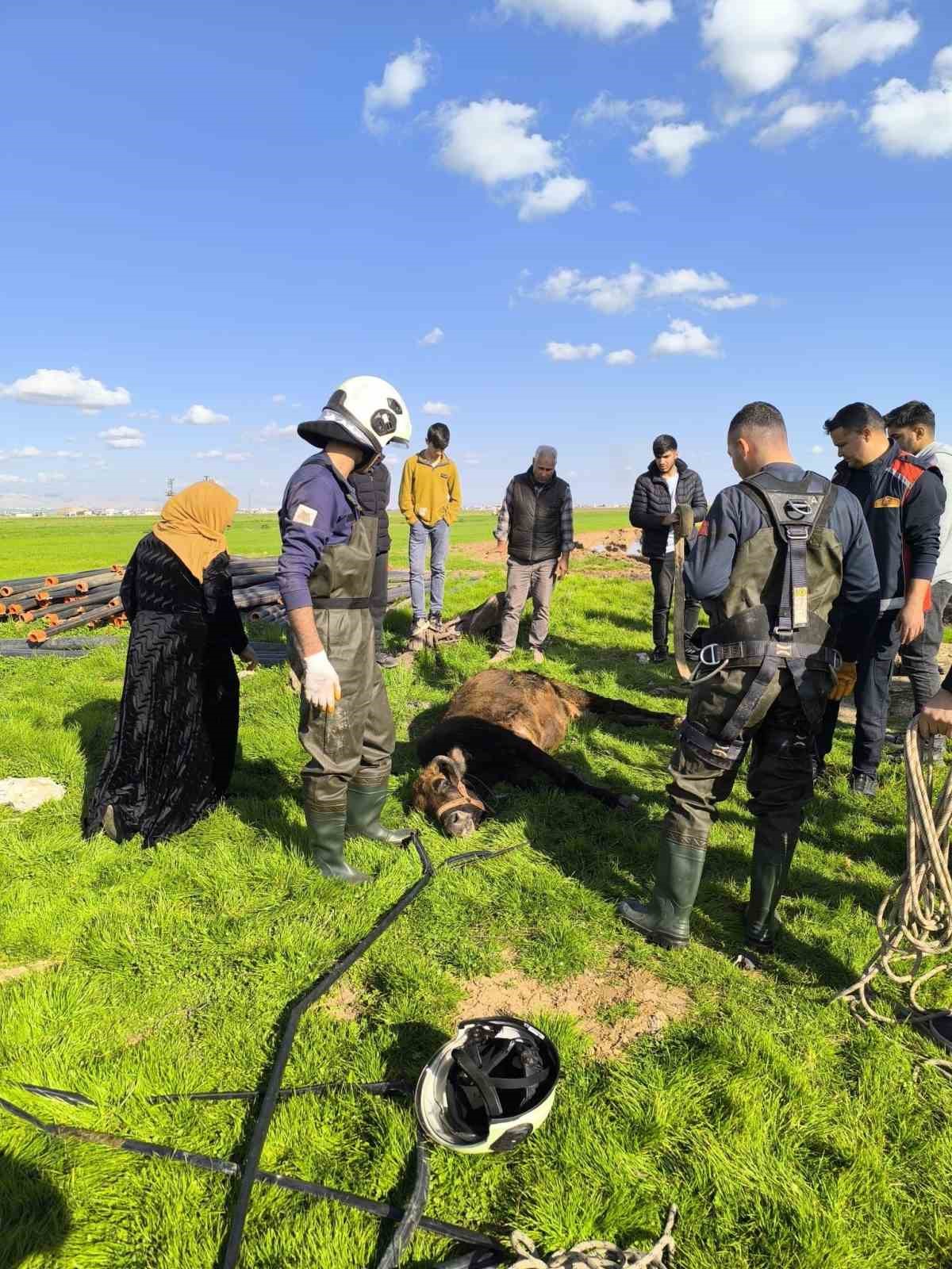 Kuyuya d&uuml;şen inek itfaiye ekiplerince kurtarıldı

