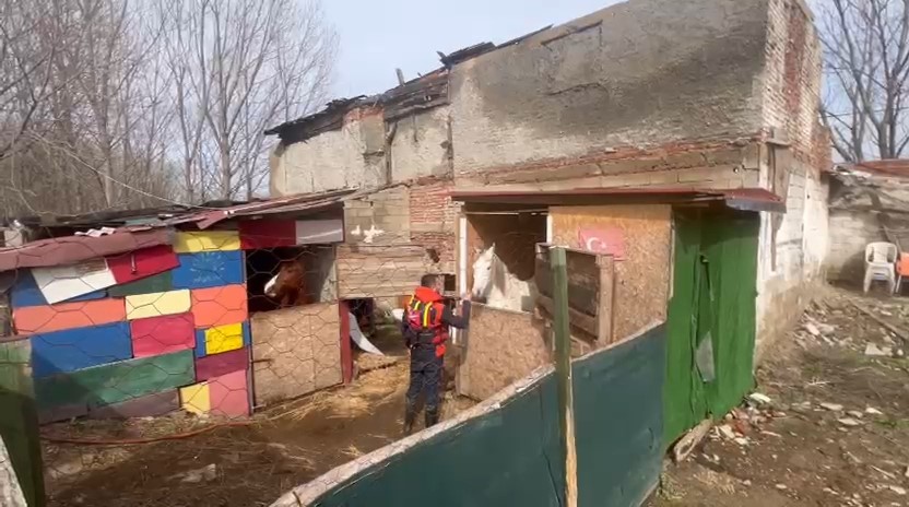 Taşkında mahsur kalan atlar i&ccedil;in botlarla seferberlik
