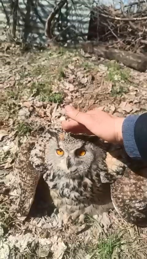 Doğada bulduğu puhu kuşunu ‘fıstık’ diyerek sevdi