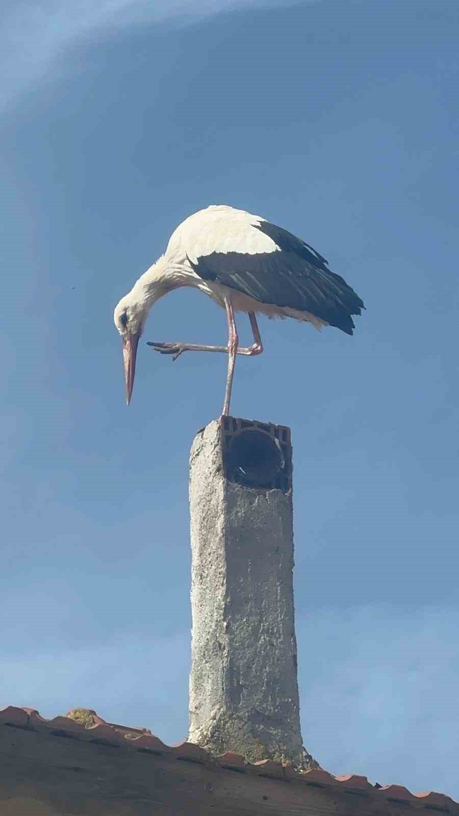 Leylek k&ouml;y&uuml;nde b&uuml;y&uuml;k sevin&ccedil;: Eşi geldi, herkes Yaren&rsquo;i bekliyor
