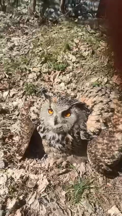 Doğada bulduğu puhu kuşunu &lsquo;fıstık&rsquo; diyerek sevdi
