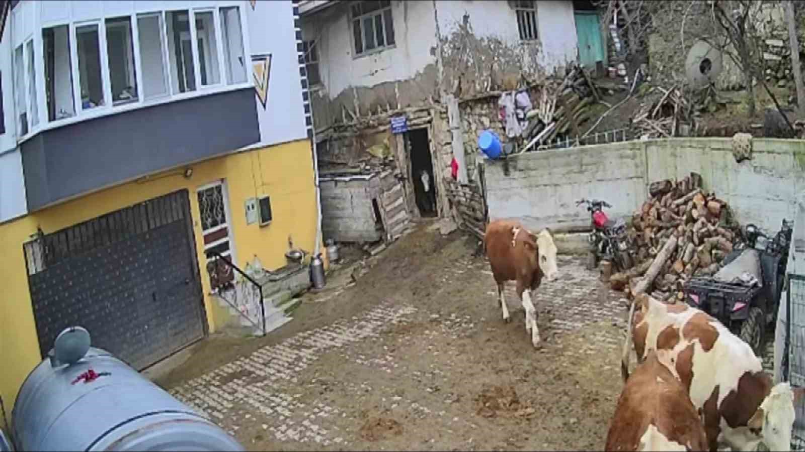 Bir bidon s&uuml;t&uuml; deviren gencin &ccedil;aresiz anları kamerada
