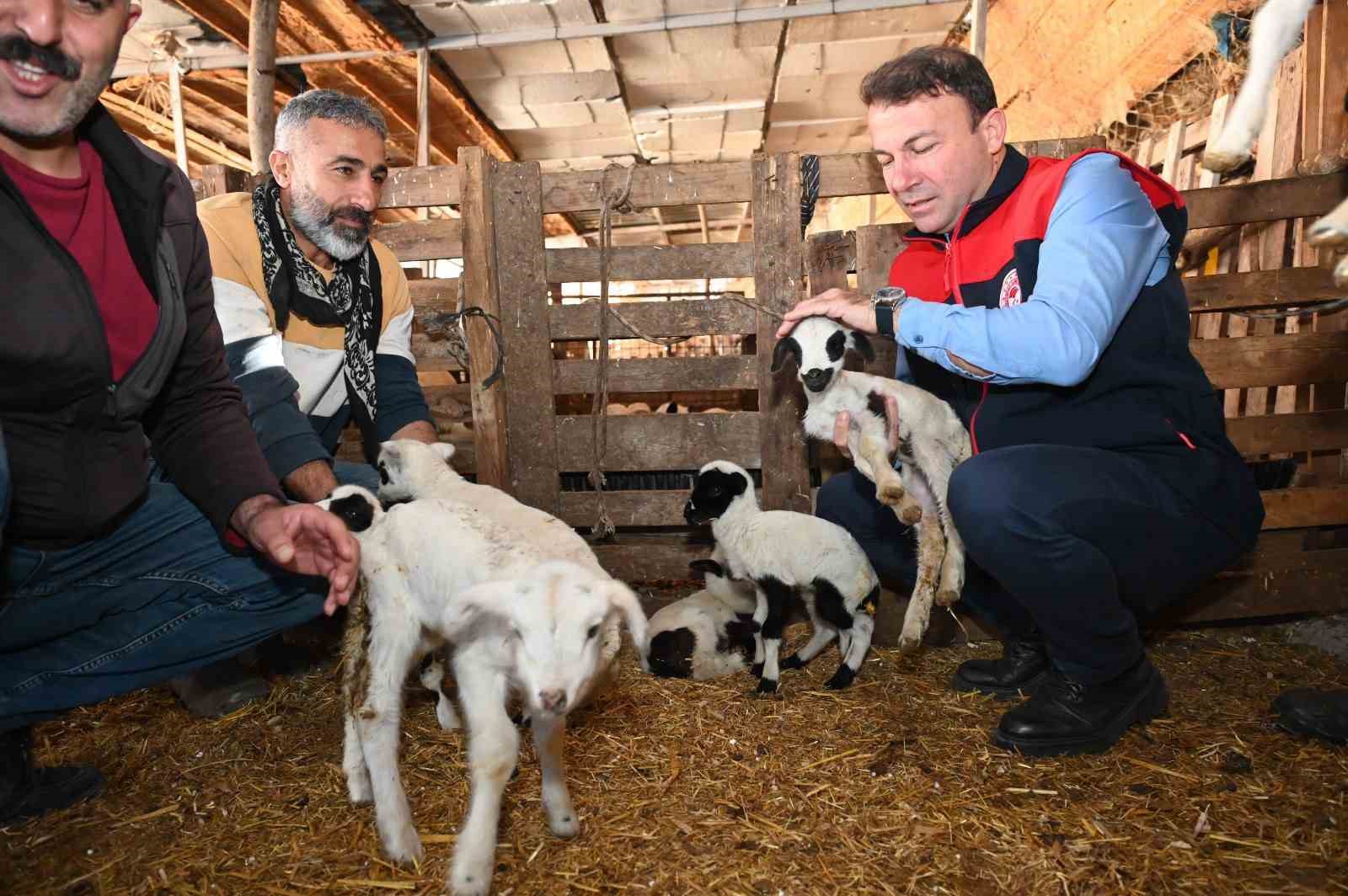 Tarım teşkilatı koyunu 9 doğuran besiciyi ziyaret etti
