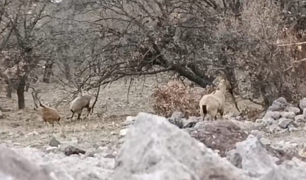 Malatya’da sürü halindeki yaban keçileri görüntülendi