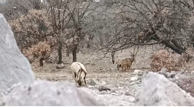 Malatya’da sürü halindeki yaban keçileri görüntülendi
